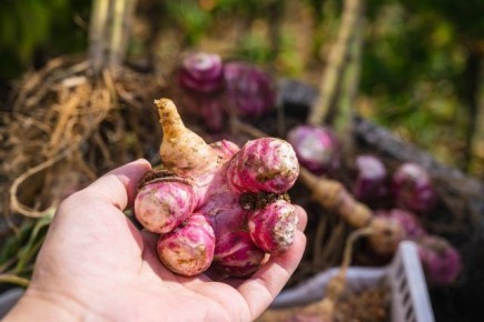 ������ ����� ��� ����: �� ��� �������� �������� � garden-���������������