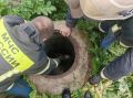 В Тверской области спасли собаку, упавшую в люк