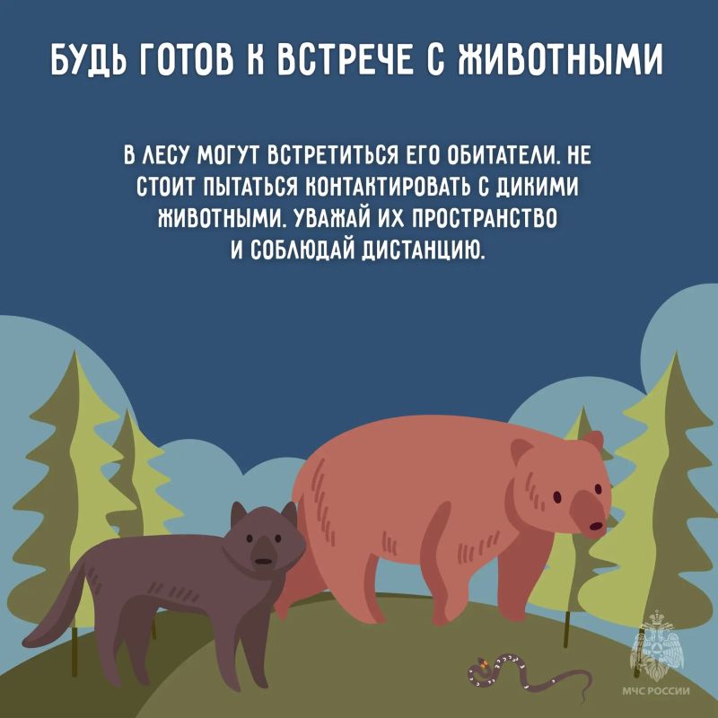 Лесные прогулки, походы и пикники – любимый вид досуга для многих наших жителей и гостей региона Лесные прогулки, походы и пикники – любимый вид досуга для многих наших жителей и гостей региона