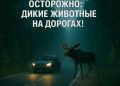Профилактика ДТП с участием диких животных