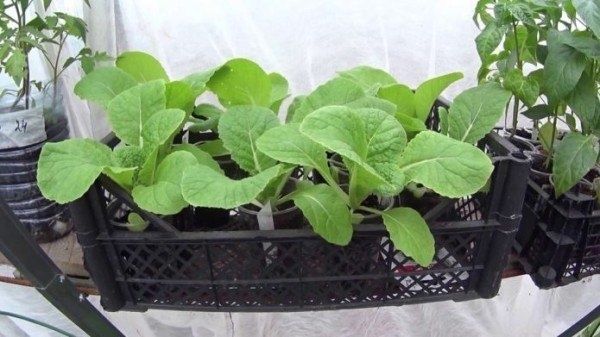 Как вырастить пекинскую капусту в домашних условиях