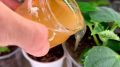 Как кухонные отходы могут стать отличной подкормкой для рассады
