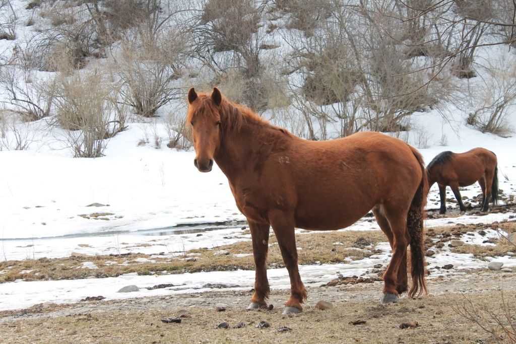 Уход за копытами: важные аспекты для здоровья ваших животных