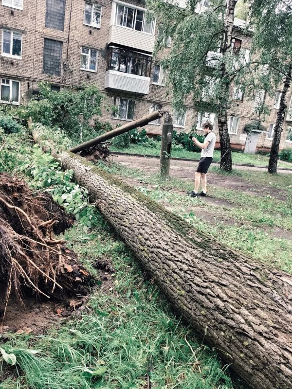 В Твери во время урагана вывернутые с корнем деревья ломали столбы и балконы В Твери во время урагана вывернутые с корнем деревья ломали столбы и балконы