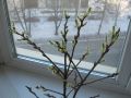 Как вырастить цветы зимой: секреты успешной выгонки