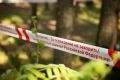 Следователем Следственного комитета организована проверка по факту гибели ребенка в результате падения дерева