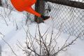 Горячий душ для смородины: как заложить основу для богатого урожая
