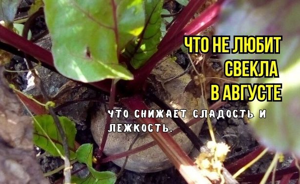 Как правильно подготовить свеклу к уборке: советы для успешного урожая
