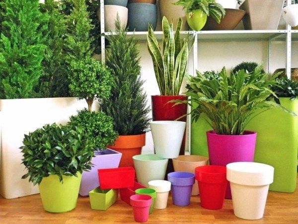 Пластиковые цветочные горшки: почему они лучше керамических?