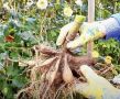Секреты успешного хранения георгинов: как сохранить красоту до весны