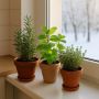 Зимняя кухня наполняется ароматами: практическое руководство по комнатным травам