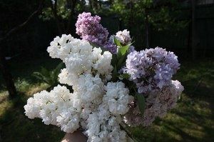 Сирень: очарование весны и секреты её успешного ухода