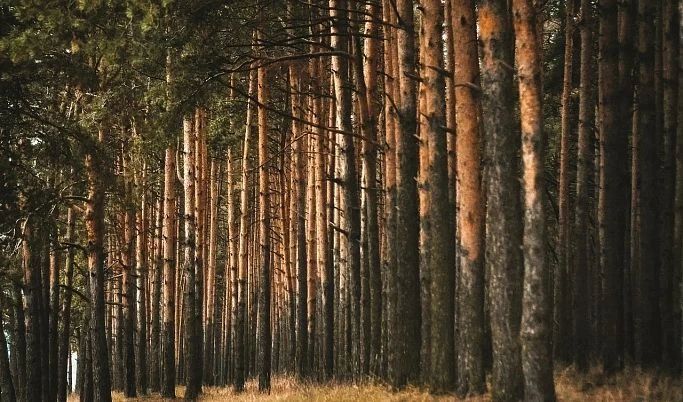 В Тверской области обнаружены следы медведя