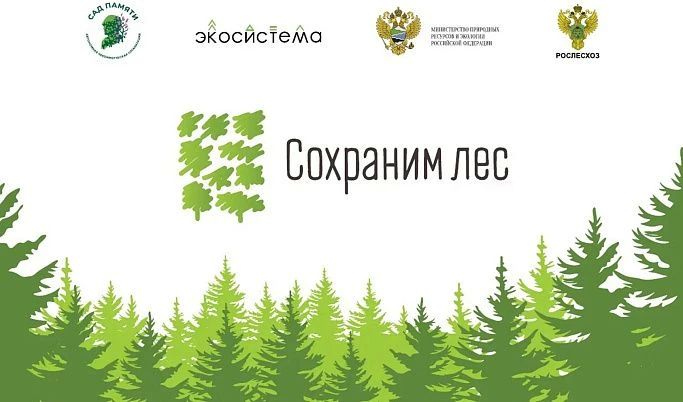 В Тверской области в рамках Всероссийской акции «Сохраним лес» высажено порядка 420 тысяч сеянцев хвойных пород