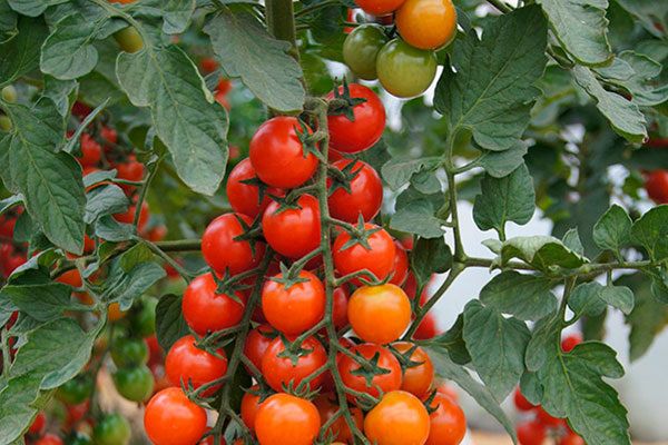 Томаты Фаворита: секреты их успешного выращивания и невероятные вкусовые качества
