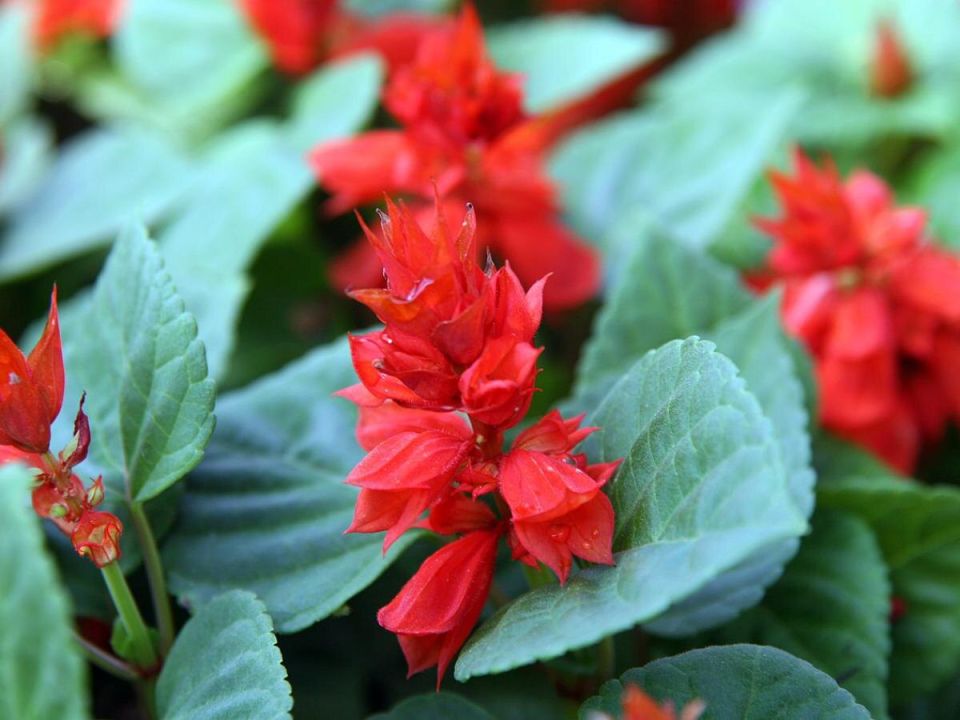 Выживание растений в жаре: выбираем идеальные засухоустойчивые виды для вашего сада