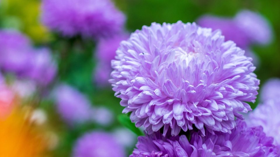 Эти астры не взойдут в 99 случаях из ста: важный нюанс указан на упаковке