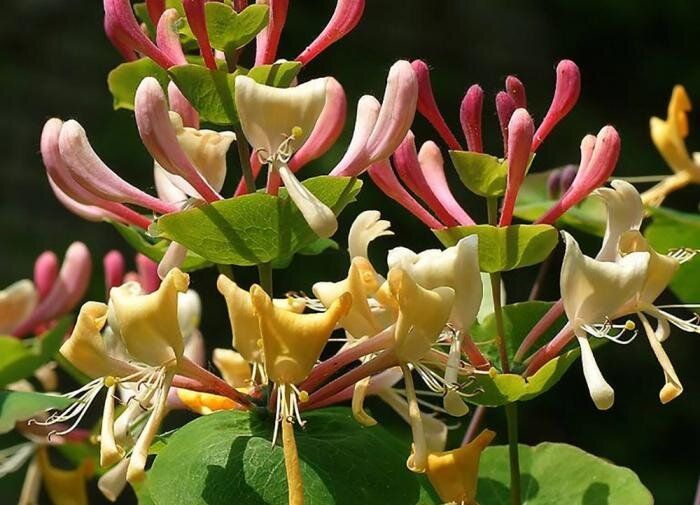 Секреты жимолости каприфоль: прекрасное растение для вашего сада