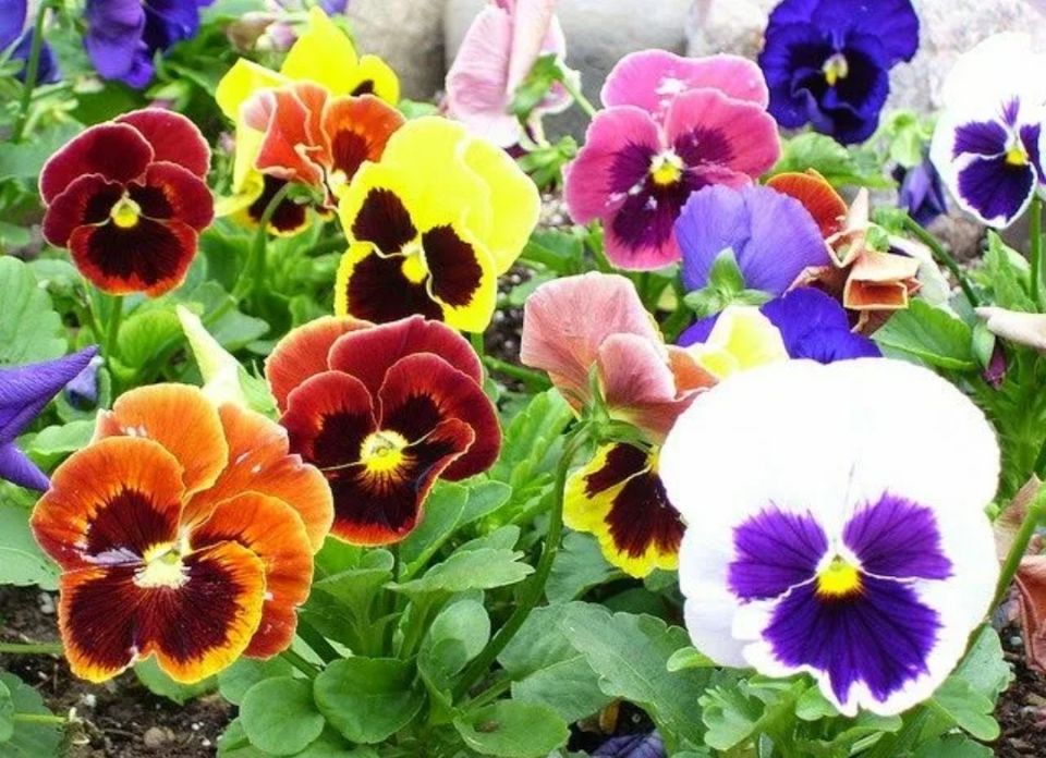 Июльская симфония красок: цветущие растения и уход за ними в летнем саду