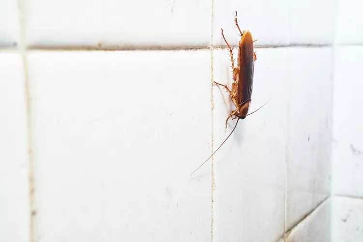 Тараканы на подходе: как не допустить нашествие в вашем доме