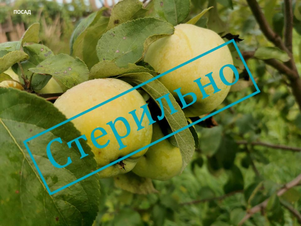 Искореняющая обработка сада: зачем и как ее проводить правильно?