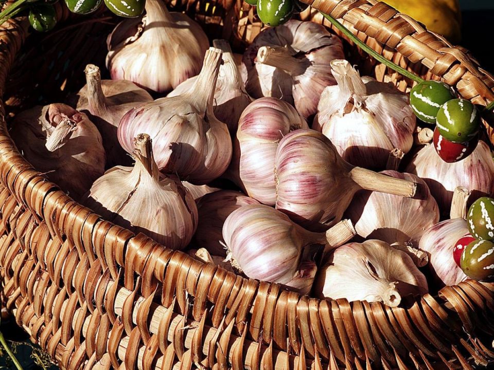 Как вырастить домашний чеснок: секреты успешной посадки и ухода