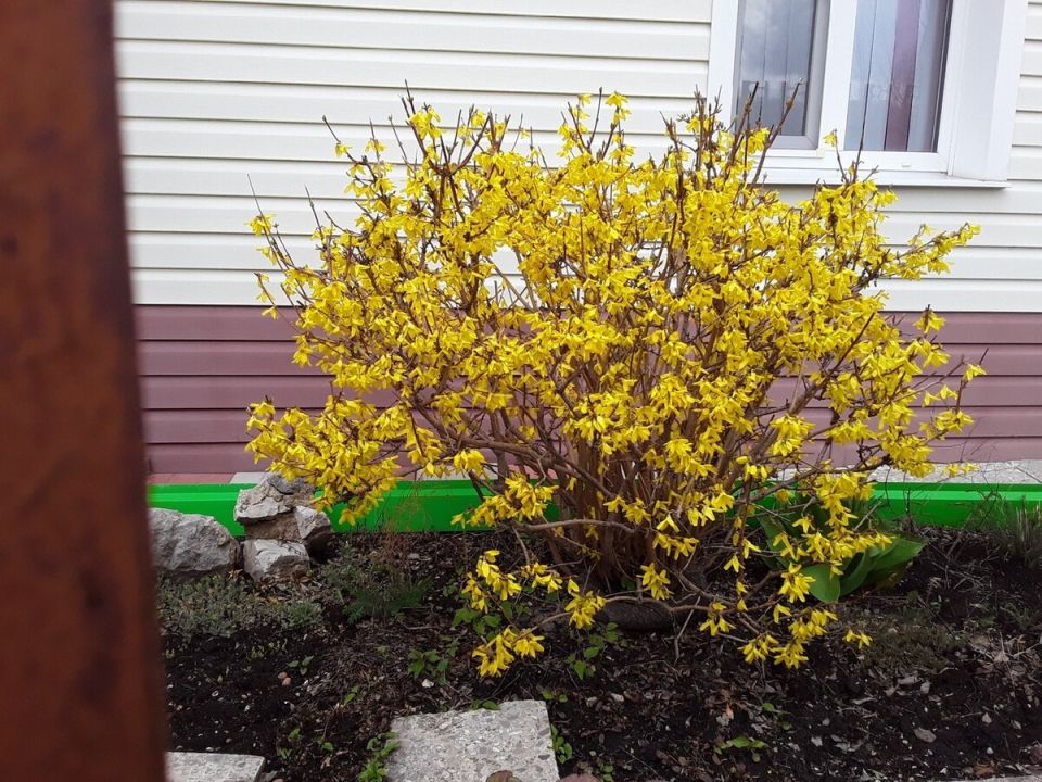 Как правильно подстричь форзицию, чтобы сохранить цветущие почки