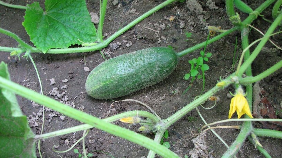 Соседи огурцов: какие растения помогут вашему урожаю