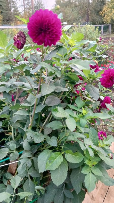 Когда непрошенные советы становятся обузой: реальная жизнь с больной сестрой