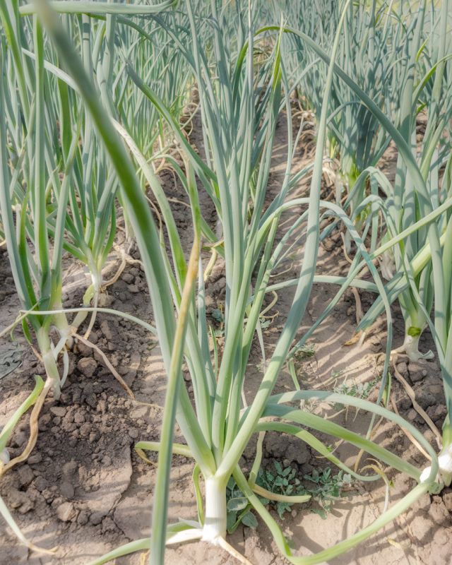 Секреты успешного выращивания лука: как добиться крупных головок и роскошного пера