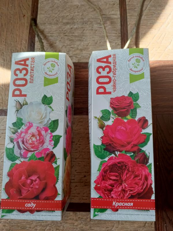 Как два розы за 160 рублей могут изменить ваш сад: неожиданные находки в «Светофоре»