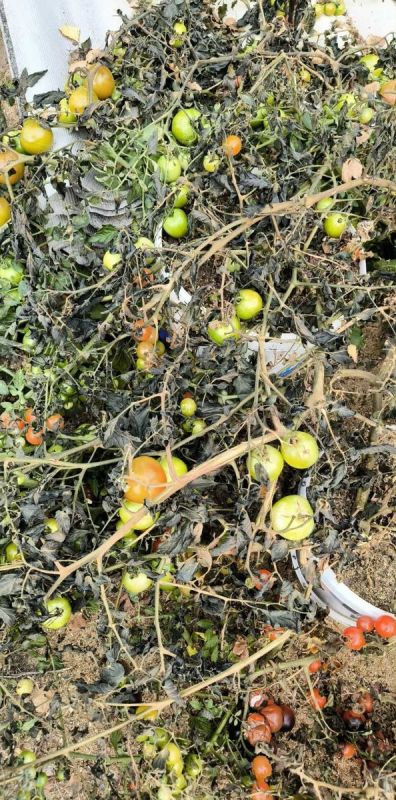 Заветное обещание: только холод сможет нас разлучить