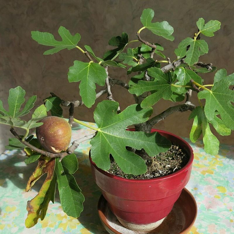 Как вырастить инжир в домашних условиях: от выбора сорта до сбора урожая