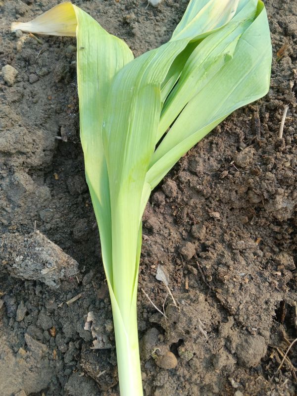 Как лук Суворова превратился в дачное открытие: новые горизонты для огородников