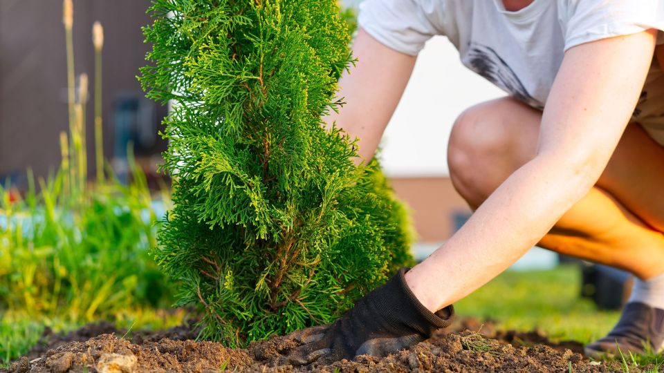 Вот почему весной хвойные растения подгорают: проблему еще можно устранить