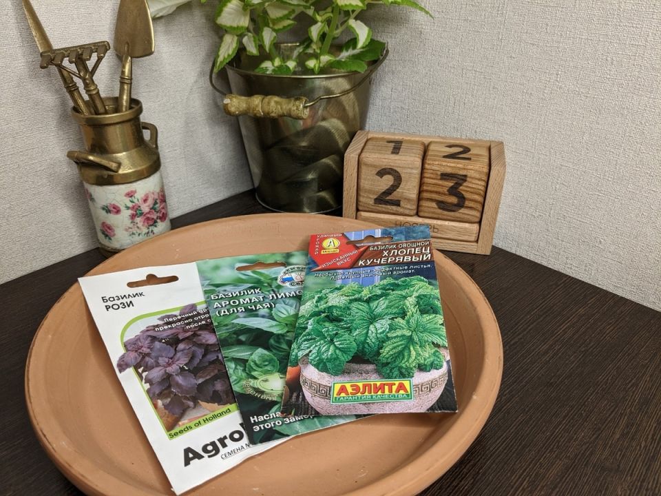 Разноцветный базилик: как вырастить свежую зелень в домашних условиях