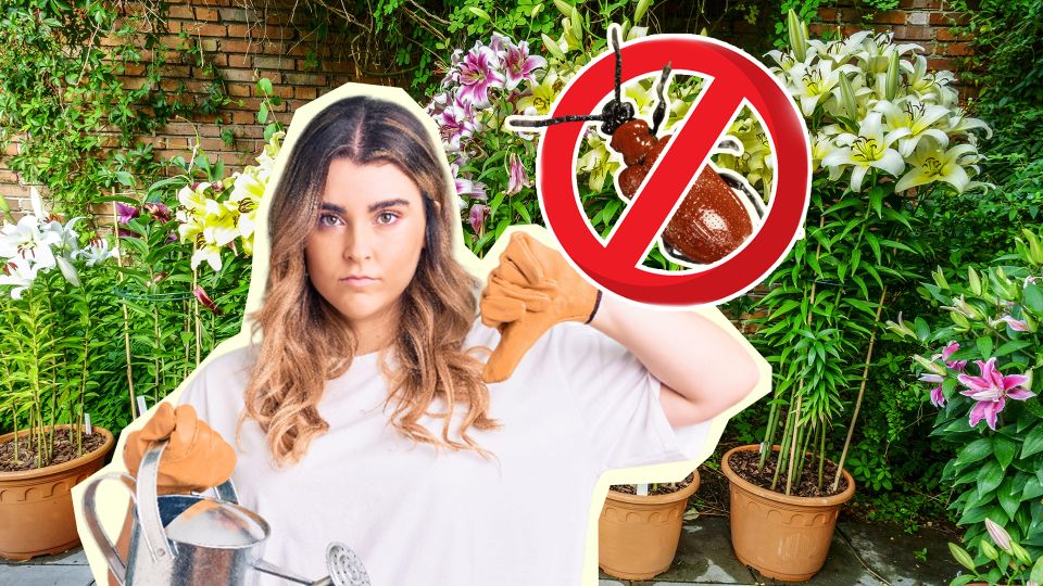 Красные жучки с лилий убегут в ужасе: опрыскайте цветы этим раствором