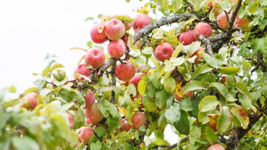 Как правильная подкормка спасла сад от бедности: секреты успешного урожая