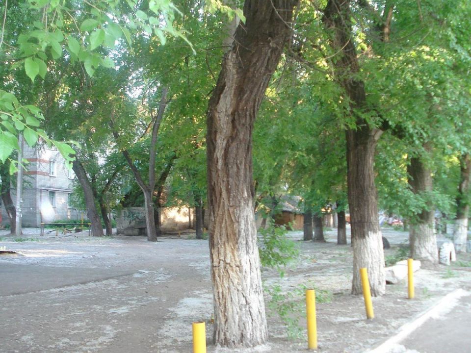 Весна на пороге: как правильно белить деревья для долговечной защиты