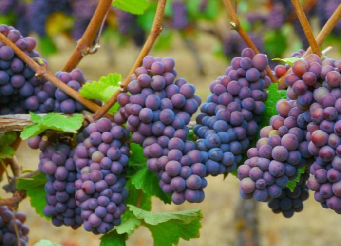 Как грамотный дренаж может спасти ваш виноград в сложных условиях