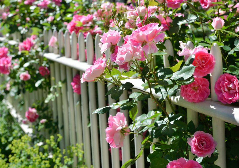 Удивительные секреты роз: как добиться роскошного цветения