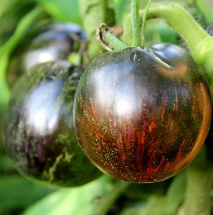 Томаты — удивительное разнообразие сортов