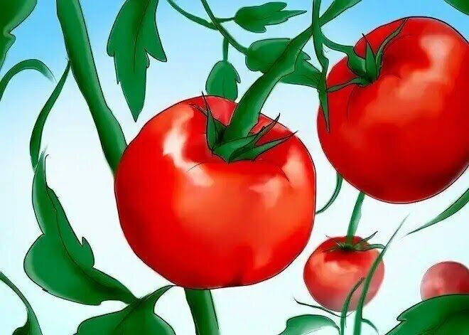 Как снизить температуру в теплице: три действенных метода без проветривания