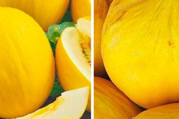 Дыня Сказка: как добиться сладкого урожая и насладиться великолепным вкусом