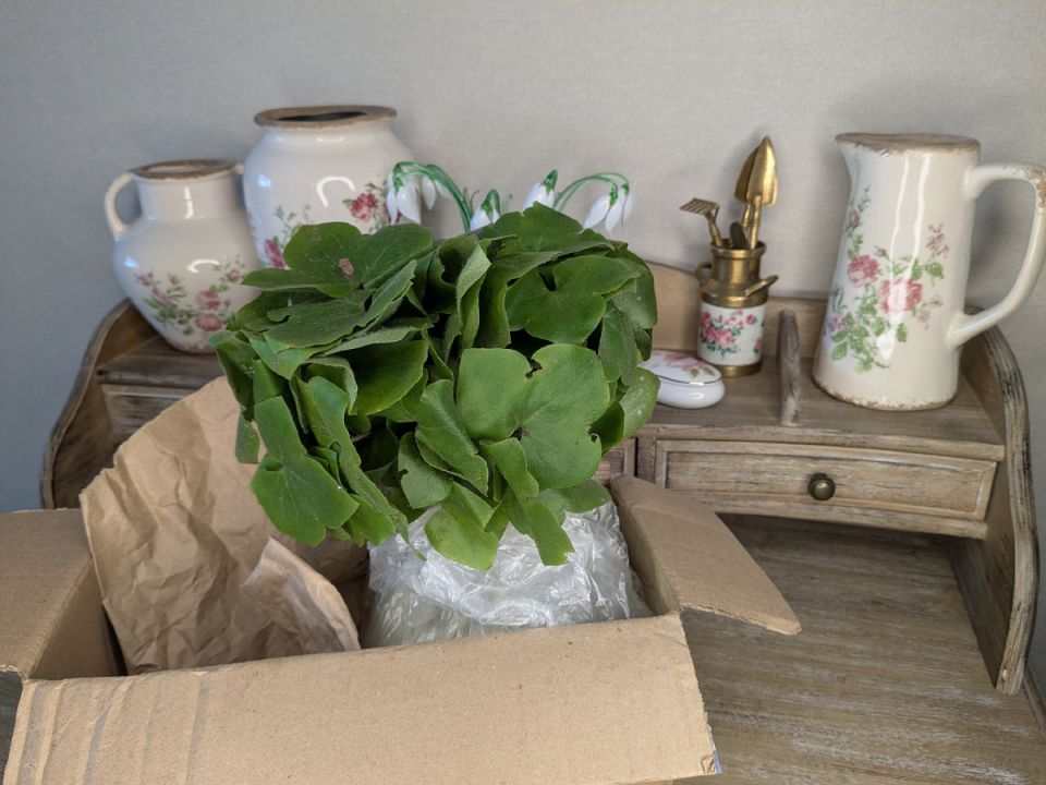 Садовые радости: как подписчица удивила щедрым подарком к дню рождения