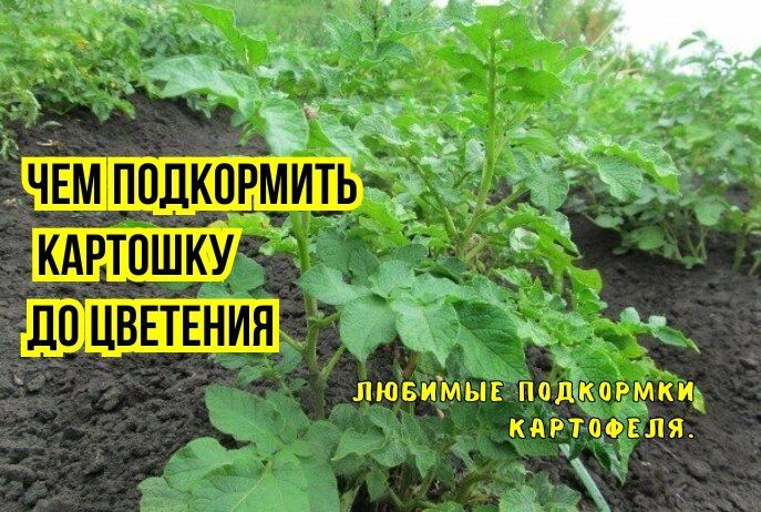 Как эффективно подкармливать картофель: важные удобрения до цветения