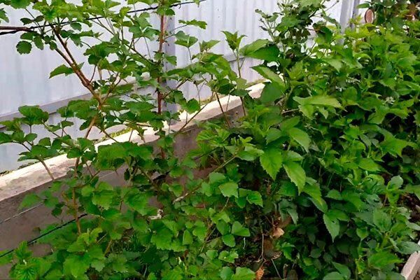 Ежевика Блэк Мэджик: как получить идеальный урожай в вашем саду