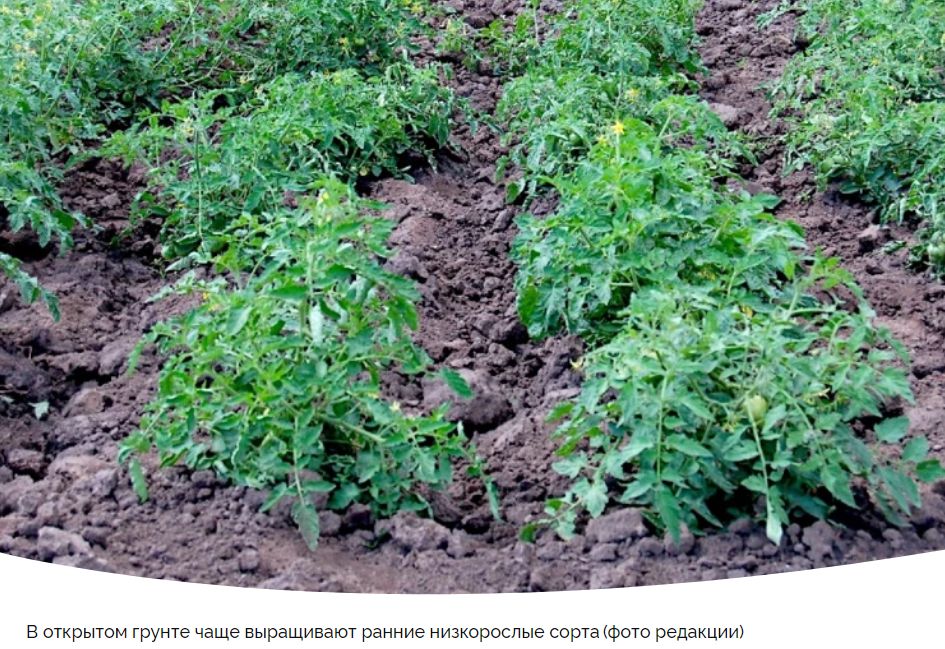 Идеальная высадка томатов: секреты успеха для каждого дачника