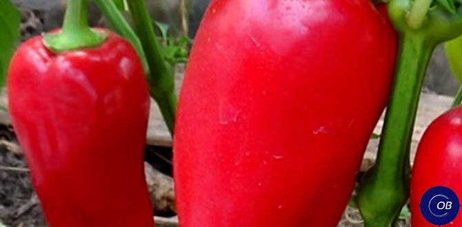 Сладкие секреты успешного урожая