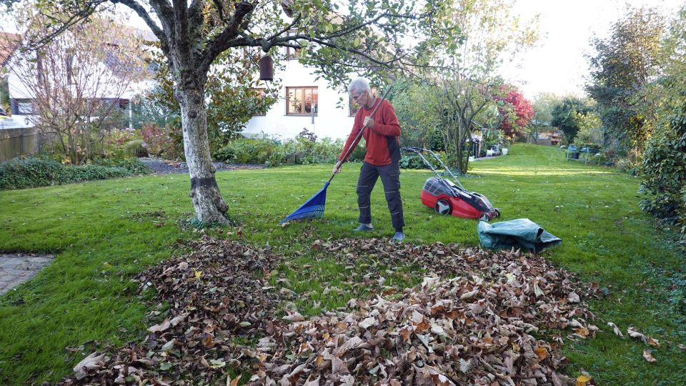 Листвой этих деревьев мульчировать грядки нельзя: занесете болезни и вредителей